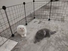 Kucing kitten scottish fold / british / anggora / persia / peaknose