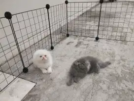 Kucing kitten scottish fold / peaknose / persia / anggora / himalaya