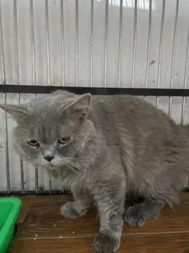 Jasa Pacak Kucing BritishLH
