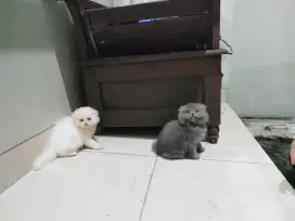Kucing kitten scottish fold / anggora / persia / himalaya / peaknose