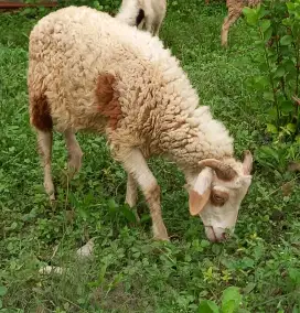 2 ekor Kambing domba aqiqah