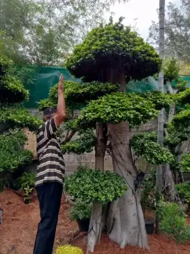 bonsai elegen super kualitas no 1