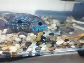 Ikan green teror