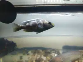 Ikan venustus/cichlid afrika