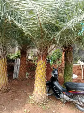 ready pohon pelindung kenari daun silver