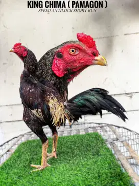 Ayam bangkok , mangon , pama , pakoy , birma
