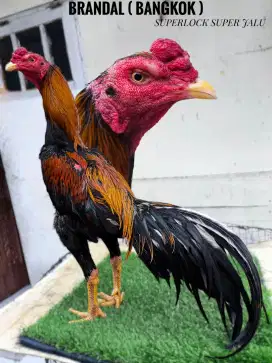 Ayam bangkok , mangon , pakoy , pama , birma
