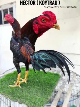 Ayam bangkok , mangon , pakoy , pama , birma