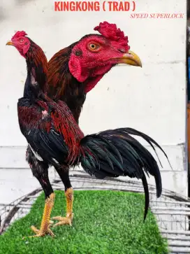Ayam bangkok , mangon , pakoy , birma , pama
