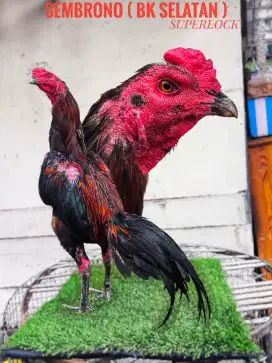 Ayam bangkok , mangon , pakoy , birma , pama