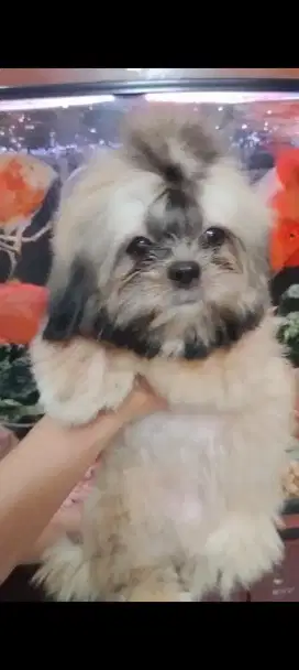 Mini shihtzu betina