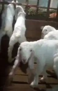 7 ekor anakan kambing etawa senduro 3 bln 4 jantan 3 betina siap hobby
