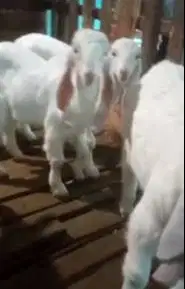 7 ekor cempe anakan kambing etawa 4 jantan 3 betina 3 bulanan rawatan