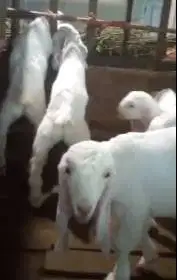 7 ekor anakan kambing etawa 3 bulanan 4 jantan 3 betina siap ternak ok