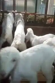 7 ekor anakan kambing etawa 3 bulanan 4 jantan 3 betina siap ternak ok