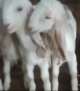 7 ekor anakan kambing etawa 3 bulanan 4 jantan 3 betina siap ternak ok