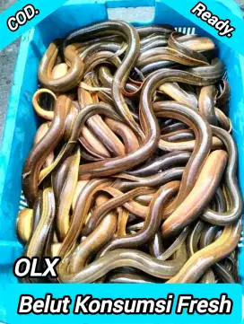 Makanan terbaik dan bergizi
