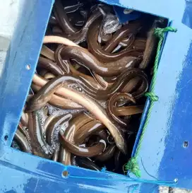Makanan kuliner belut konsumsi