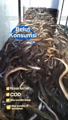 Belut konsumsi buat kuliner anda