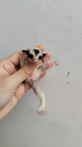 Sg moza sugar glider jantan mosaic kandang kitten hamster bolu frozen