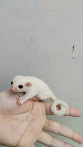 Sg leucistic jantan vario beat mio sewa rombong baju