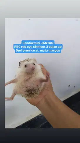 Landak mini jantan remaja rec mata maroon