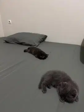 BSH kitten 3 bulan