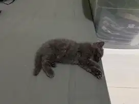 BSH kitten 3 bulan