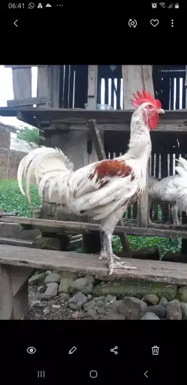 Ayam pelung jantan dewasa