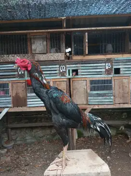 Ayam Bangkok muda