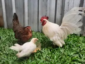 Ayam Kate sepasang bonus anak 1
