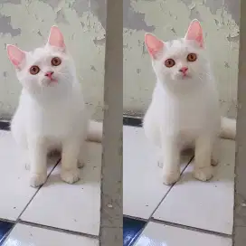 BSH british shorthair murah