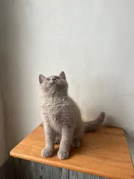 Kitten British Shorthair BSH Lylac Jantan