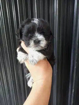 Puppy Shihtzu Mix Poodle jantan
