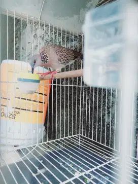 Tekukur gacor kuk 1