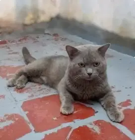 Persia Shorthair Jantan
