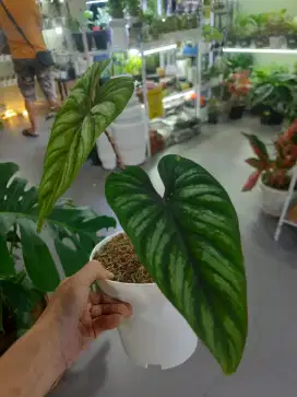 Philodendron Plomanii