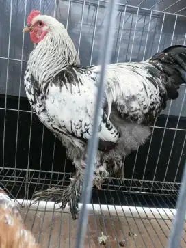 ayam hias brahma pejantan