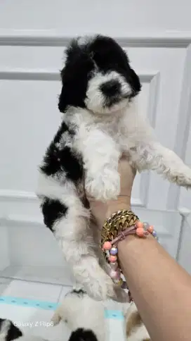 Anakan Poodle Party Murahh