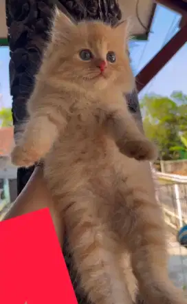 Kucing Persia Gembul