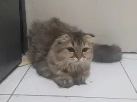Scorttish fold betina longhair
