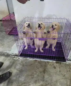 Golden Retriever Male Female 2 Bulan Bloodline Champion Super Big Bone