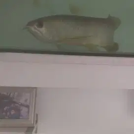 Ikan Arwana besar