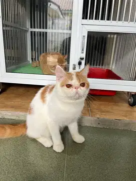 PERSIA PEAKNOSE EXOTIC/SHORTHAIR