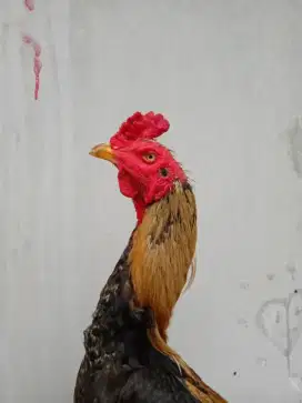 Ayam Bangkok ( BerVideo ) Pukul Berat / Si Bruno
