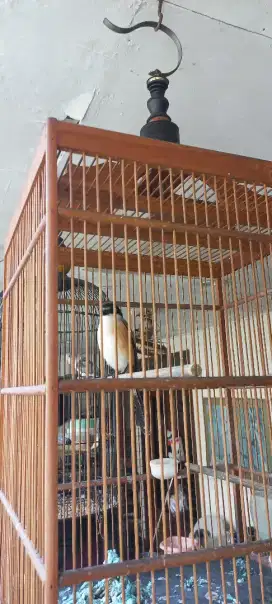 Pentet Cendet Jawa Timur Video Ready