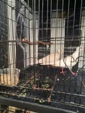 Tekukur Albino MM Kuk 4 Jantan dan Creamino MM kuk 4 sepasang..