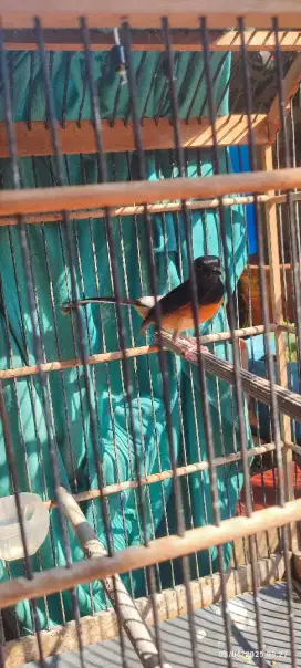 Murai betina pastol bahorok x Medan