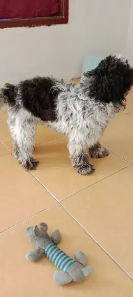 Anjing shih tzu