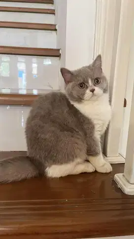 DIJUAL KUCING BSH